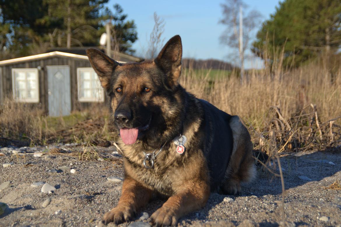 Aisha (Tesvanes Hillary) billede 2