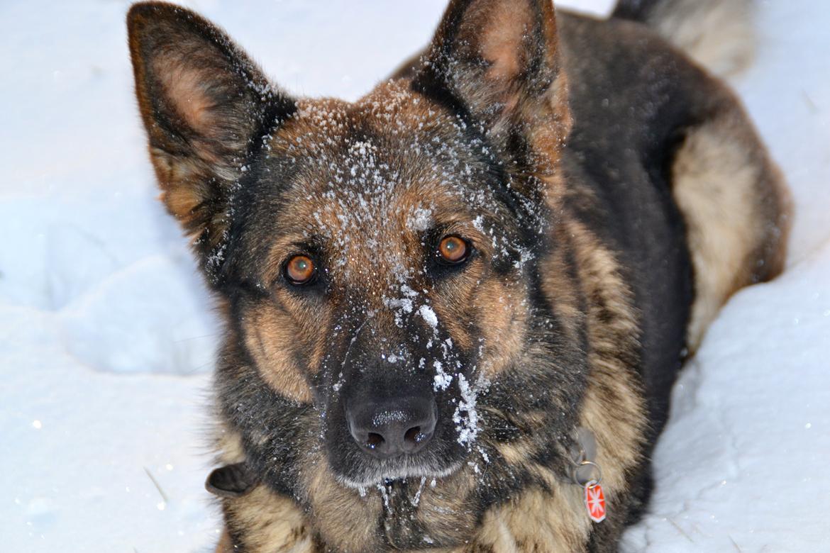 Aisha (Tesvanes Hillary) billede 4