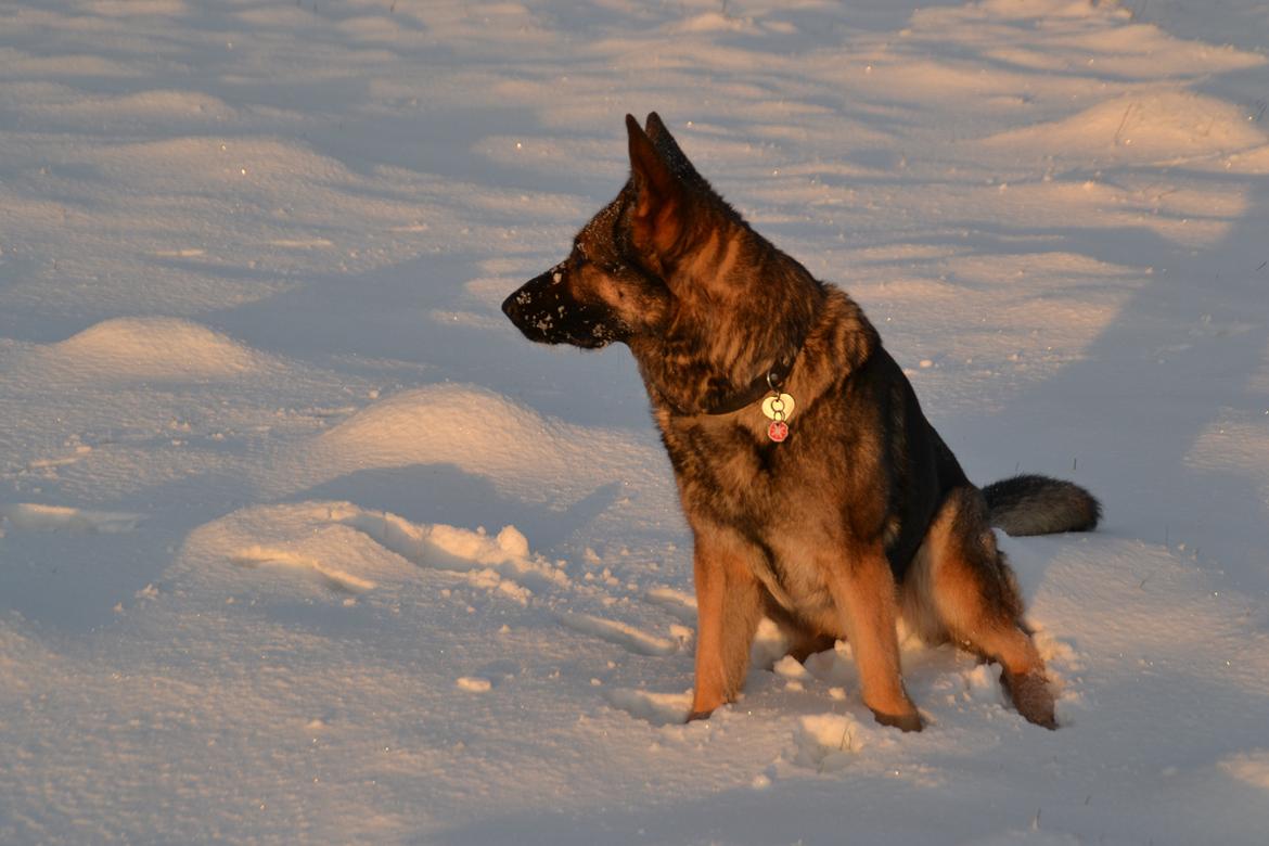 Aisha (Tesvanes Hillary) billede 5