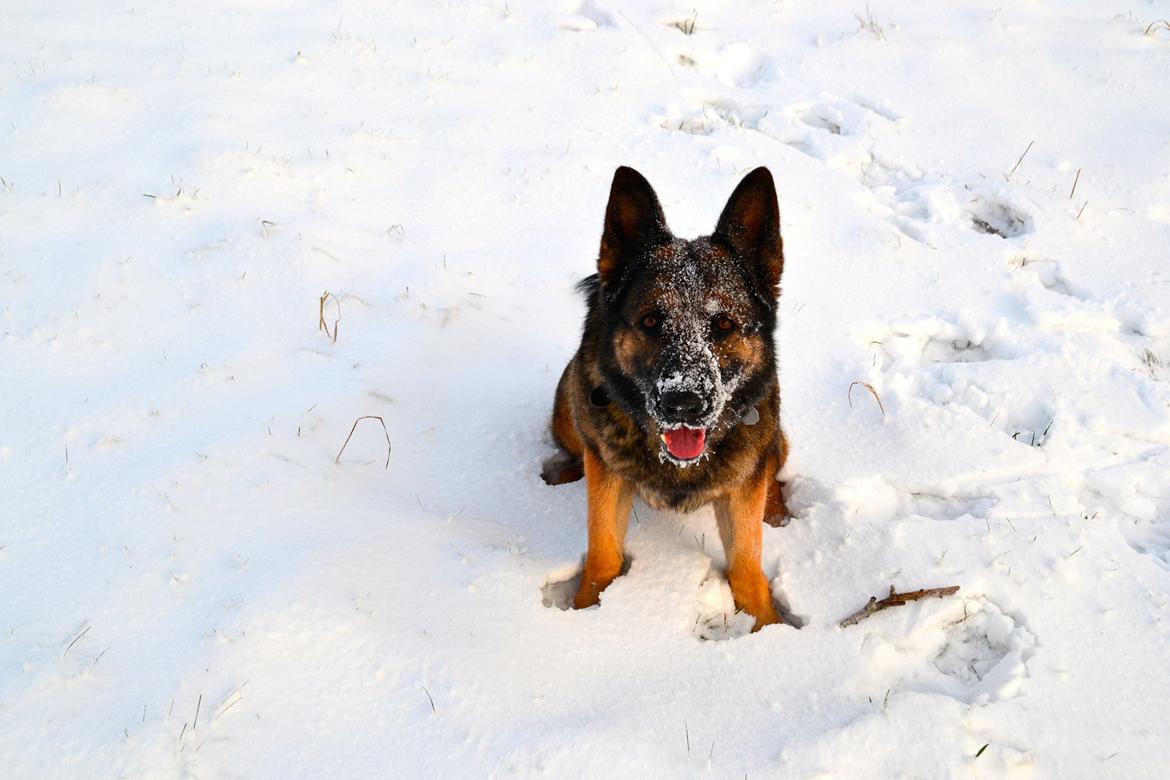 Aisha (Tesvanes Hillary) billede 3