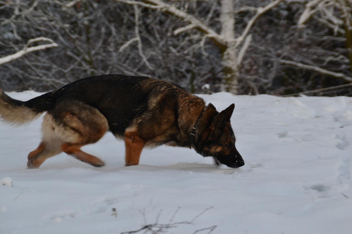 Aisha (Tesvanes Hillary) billede 7