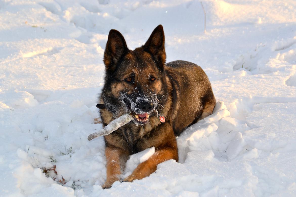 Aisha (Tesvanes Hillary) billede 8