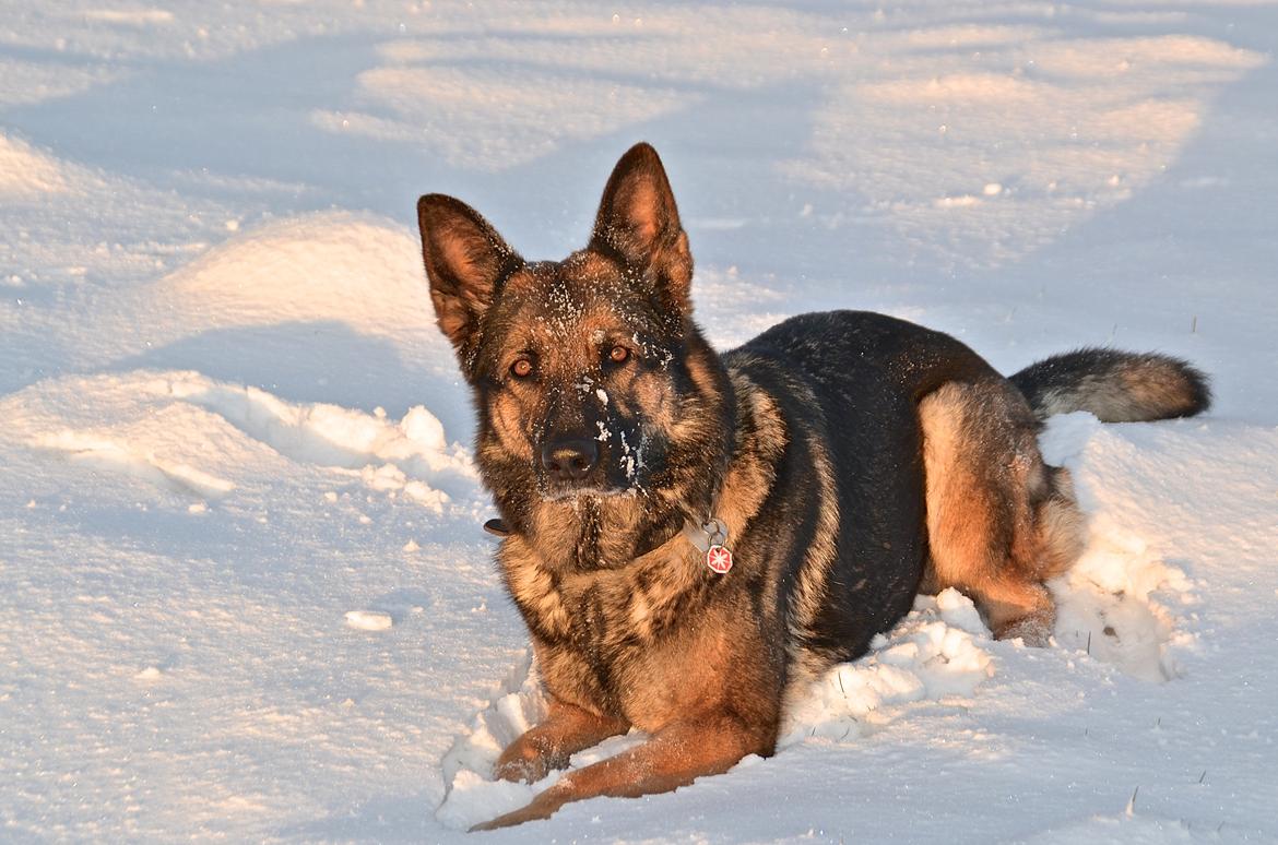 Aisha (Tesvanes Hillary) billede 6