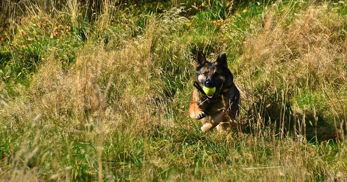 Aisha (Tesvanes Hillary) billede 11