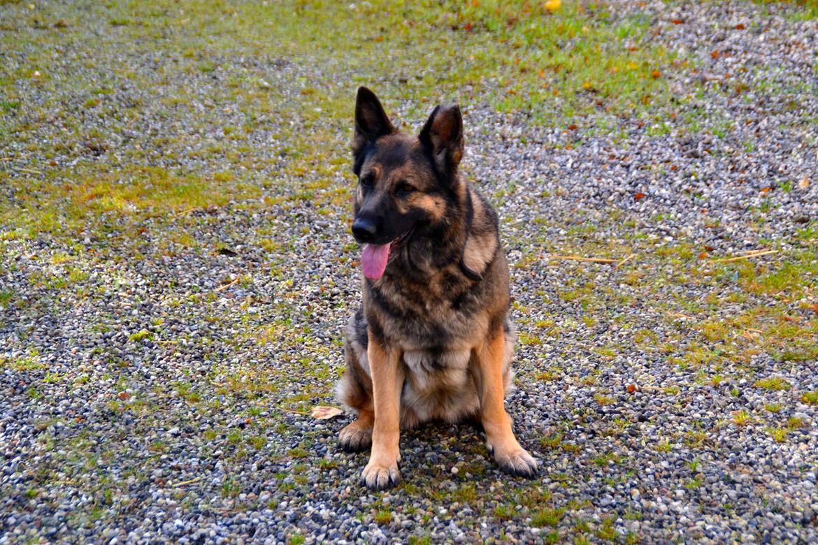 Aisha (Tesvanes Hillary) billede 10