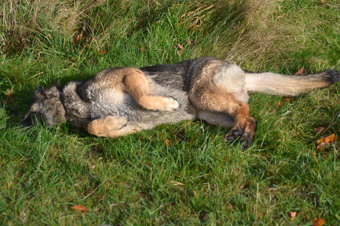 Aisha (Tesvanes Hillary) billede 13