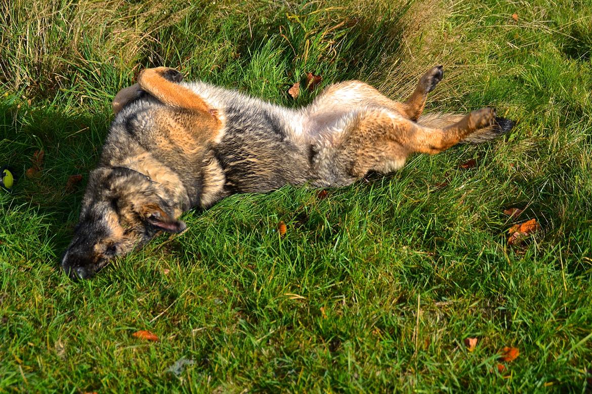 Aisha (Tesvanes Hillary) billede 14