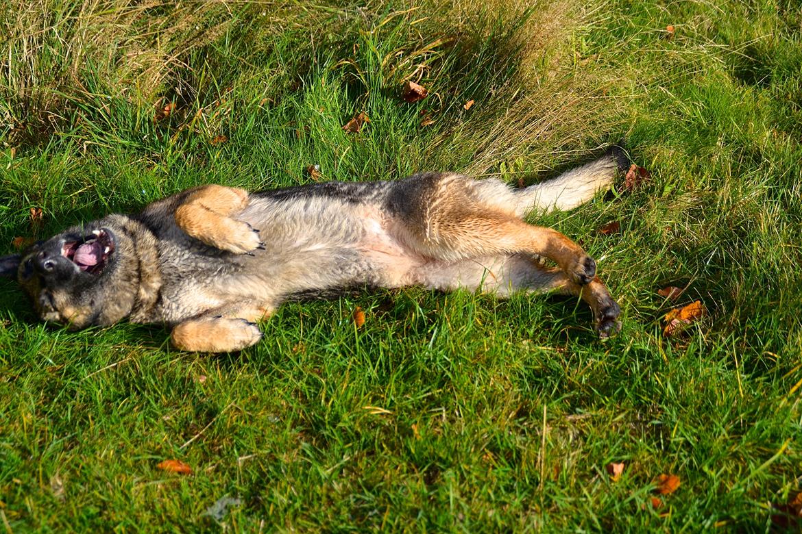 Aisha (Tesvanes Hillary) billede 15