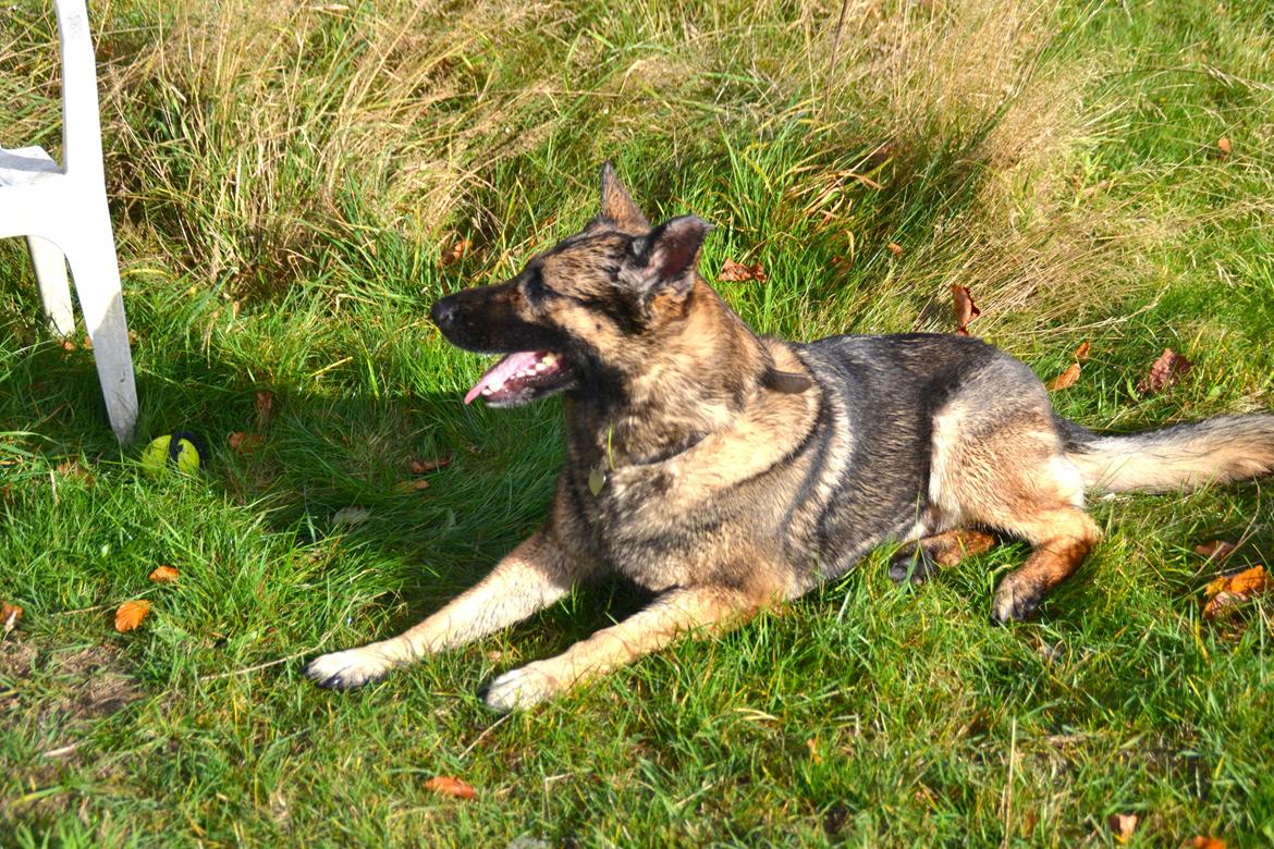 Aisha (Tesvanes Hillary) billede 16