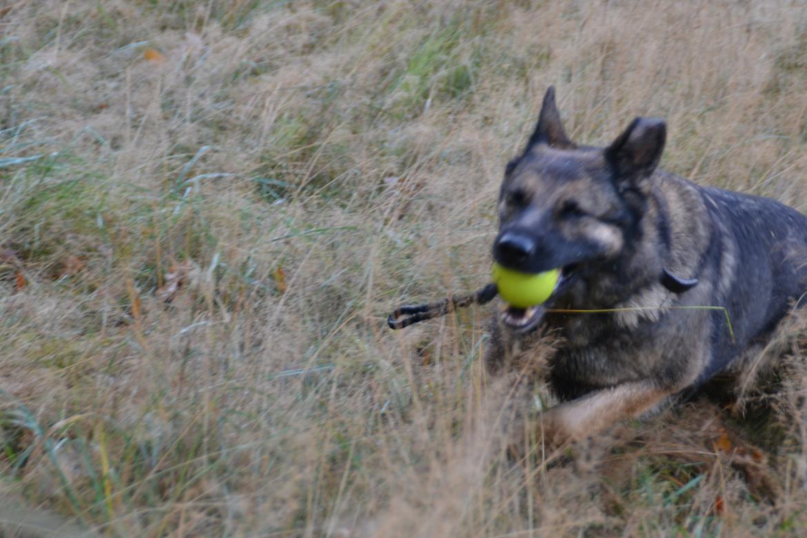 Aisha (Tesvanes Hillary) billede 12