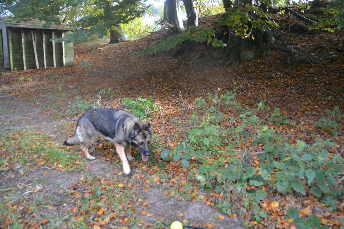 Aisha (Tesvanes Hillary) billede 17