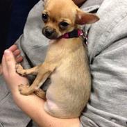 min dejlige hund musse  