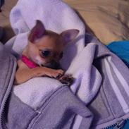 min dejlige hund musse  