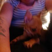 min dejlige hund musse  