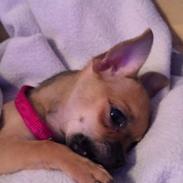 min dejlige hund musse  