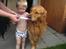 Manse "Amerikansk Golden" 