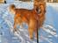 Manse "Amerikansk Golden" 