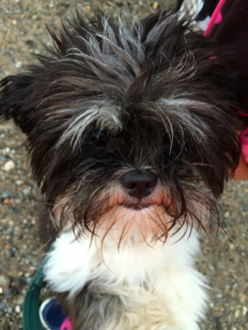 Hunden Tikki<3 Lhasa apso<3 billede 2