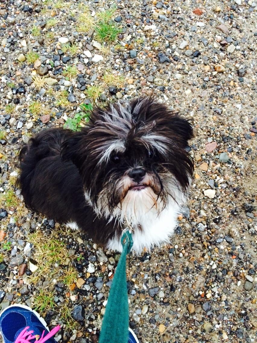 Hunden Tikki<3 Lhasa apso<3 billede 1