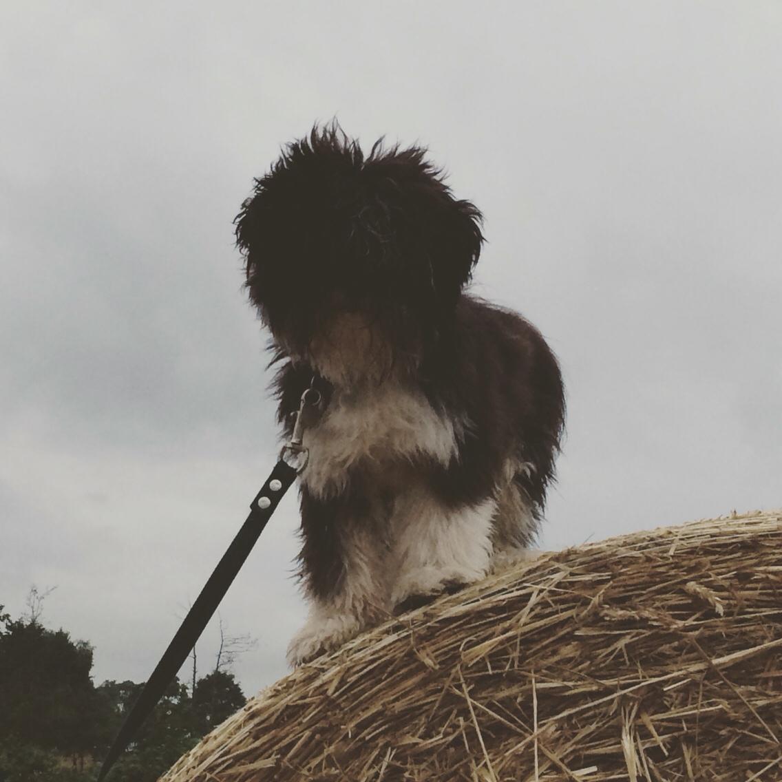 Hunden Tikki<3 Lhasa apso<3 billede 3