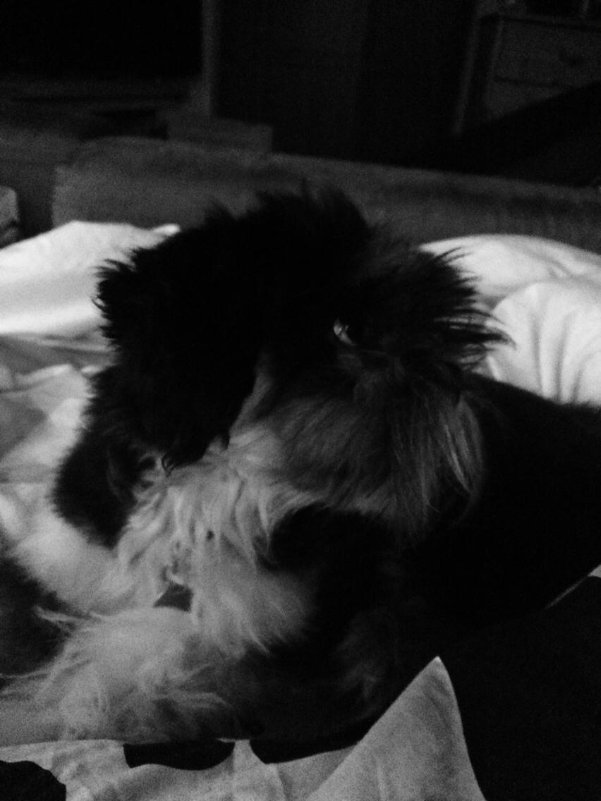 Hunden Tikki<3 Lhasa apso<3 billede 5