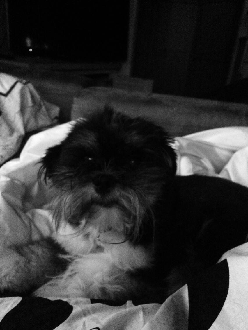 Hunden Tikki<3 Lhasa apso<3 billede 6