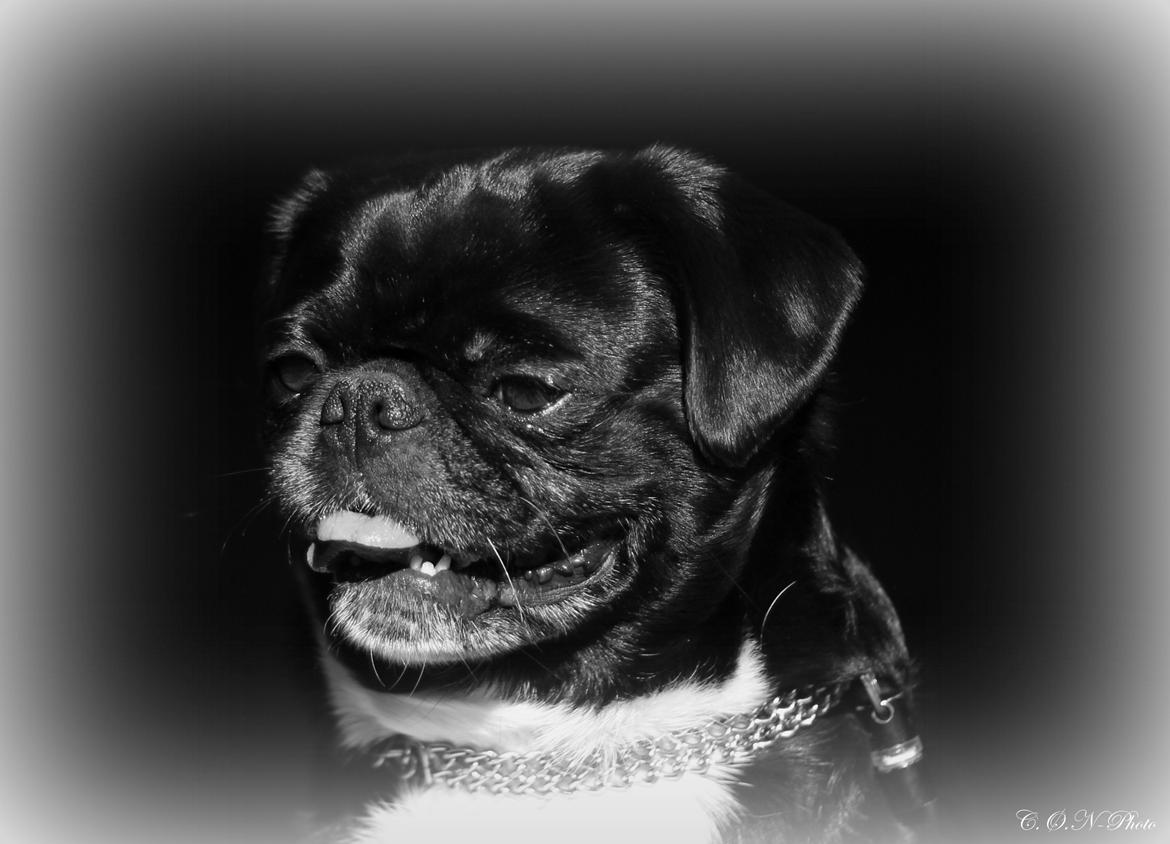 LowKey billeder af charmetrolden billede 3