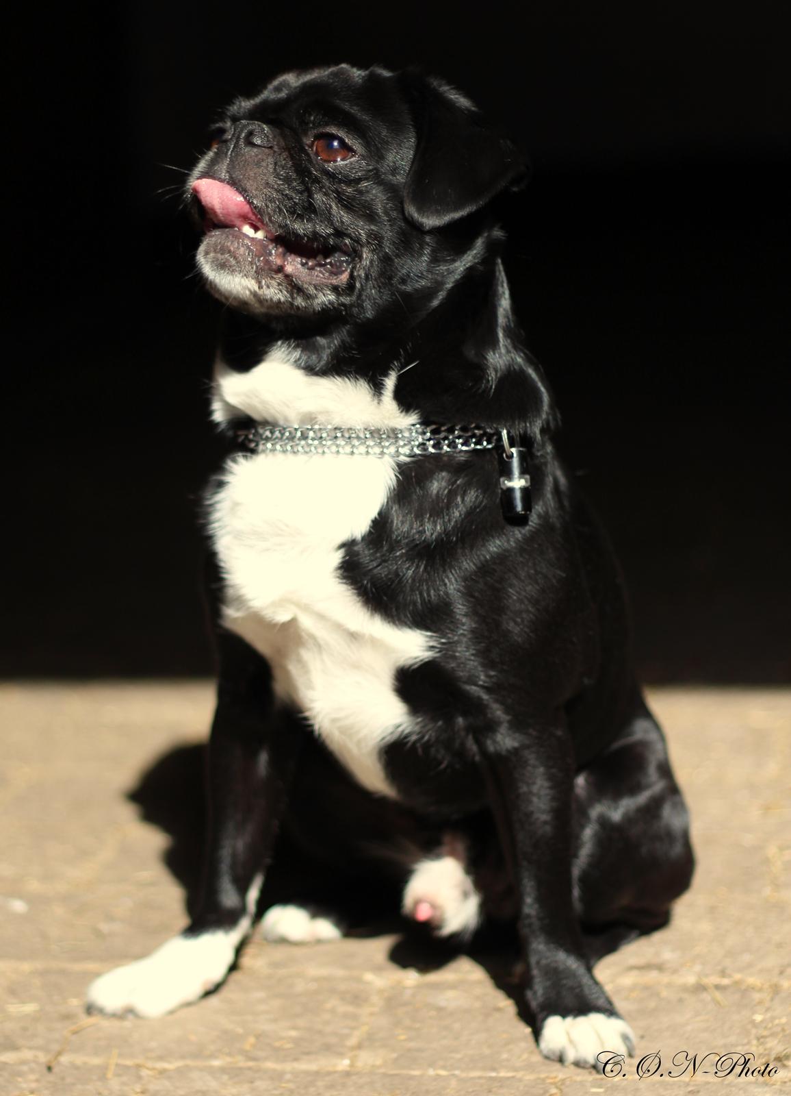 LowKey billeder af charmetrolden billede 4