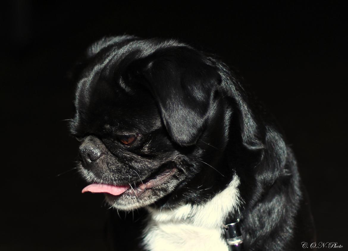 LowKey billeder af charmetrolden billede 1