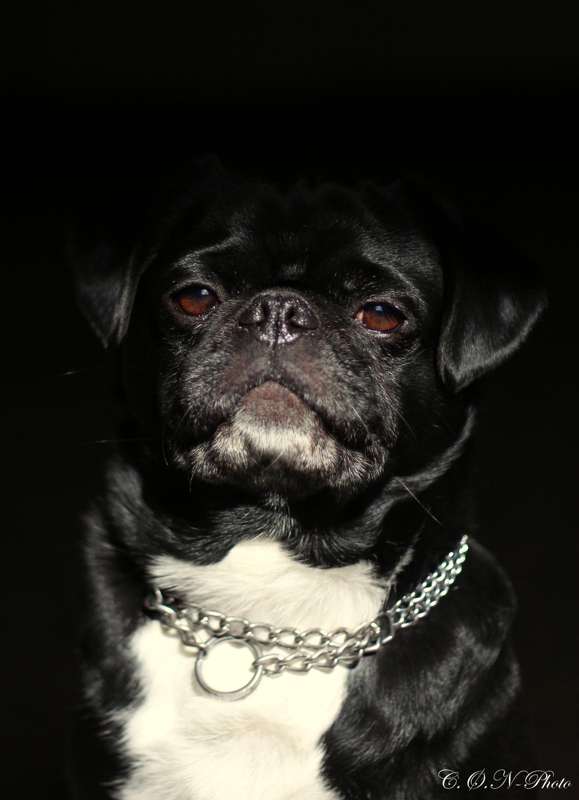 LowKey billeder af charmetrolden billede 6