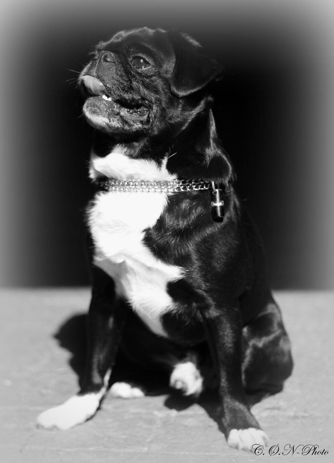 LowKey billeder af charmetrolden billede 5