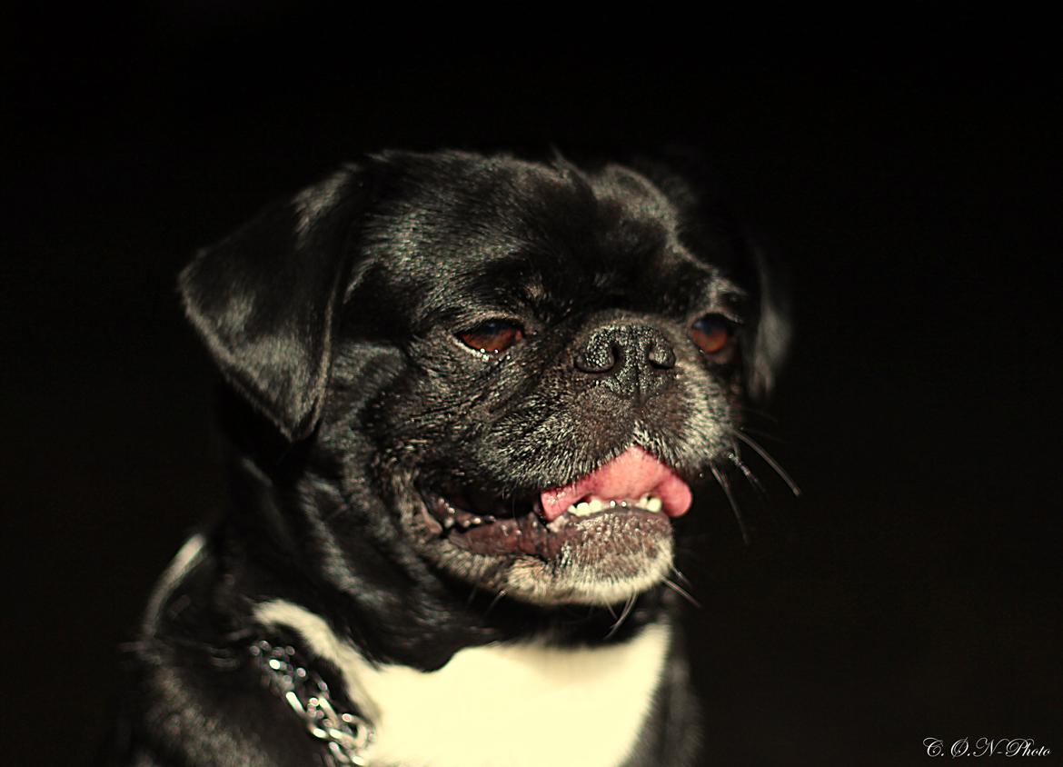 LowKey billeder af charmetrolden billede 8