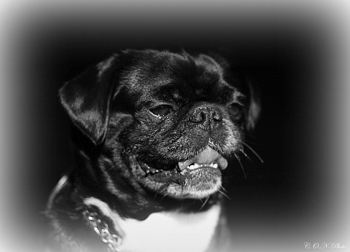 LowKey billeder af charmetrolden billede 9