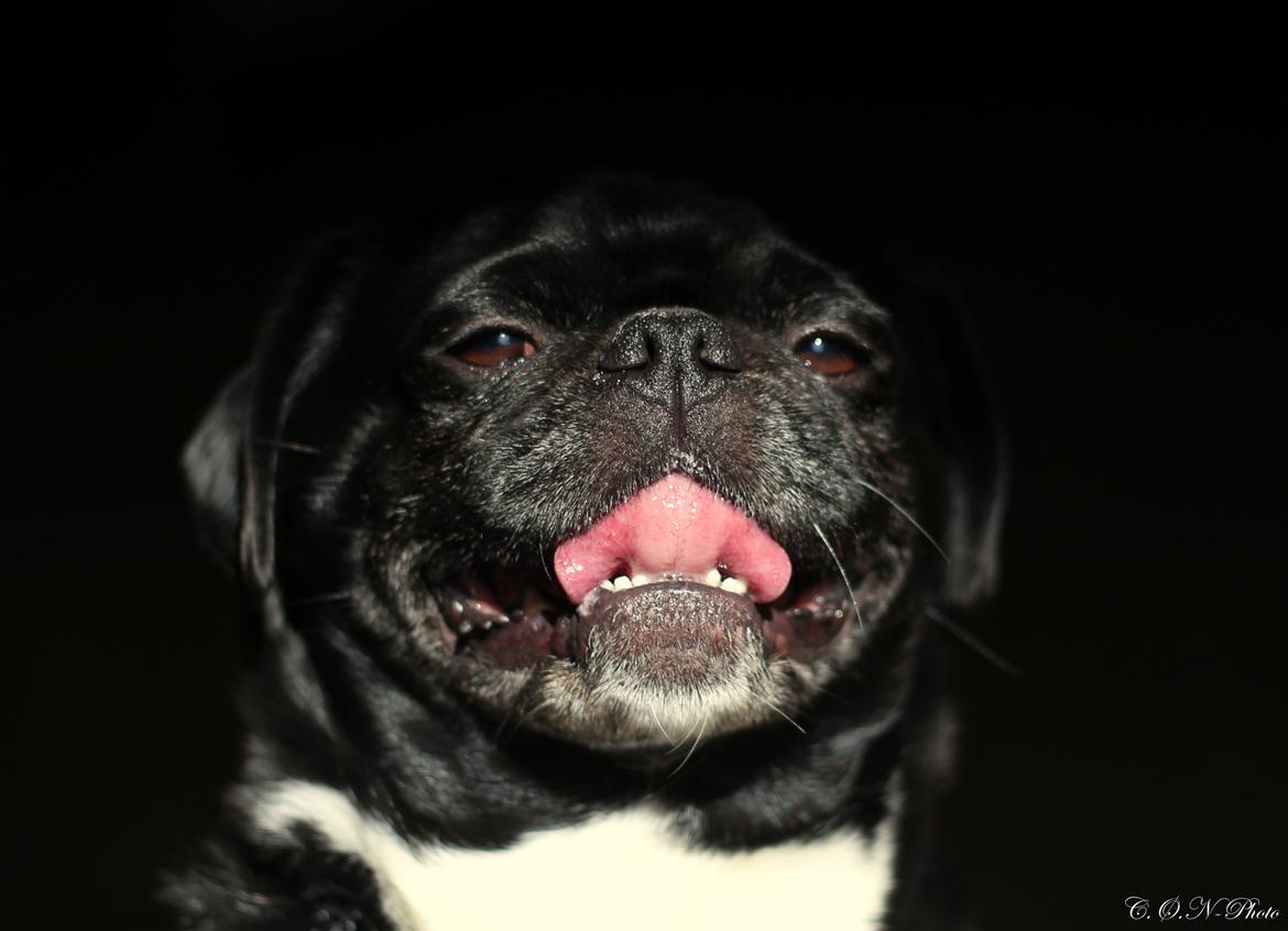 LowKey billeder af charmetrolden billede 7