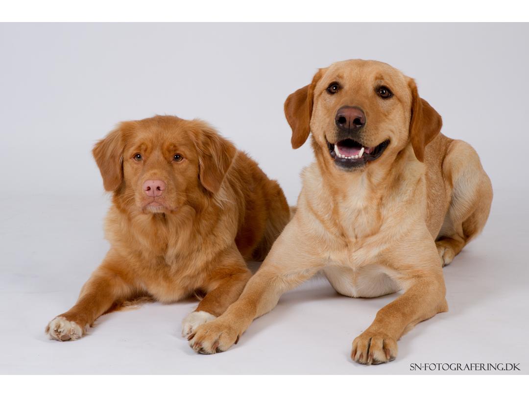 let at håndtere Shredded Støv Lille fotoserie af mine 2 tøser :) - Diverse hund - Uploadet af Kennel  Markdorff´s