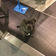 Eng. Staffordshire bullterrier