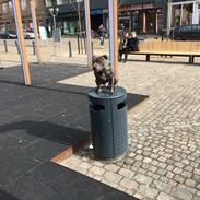 Eng. Staffordshire bullterrier