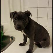 Eng. Staffordshire bullterrier