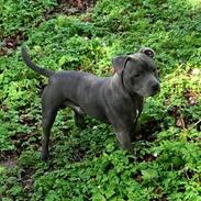 Eng. Staffordshire bullterrier