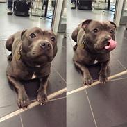 Eng. Staffordshire bullterrier