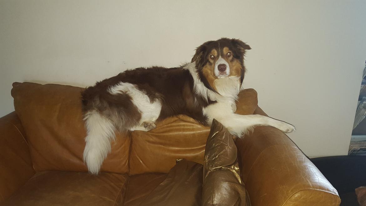 Random billeder af Max. billede 5