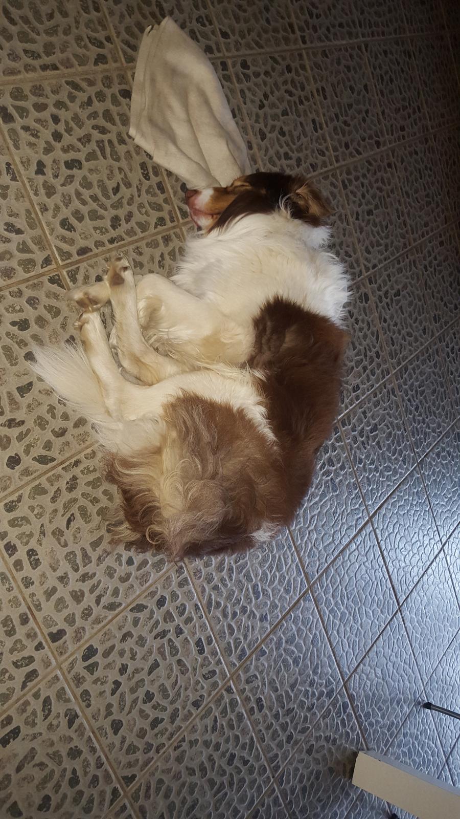 Random billeder af Max. billede 6