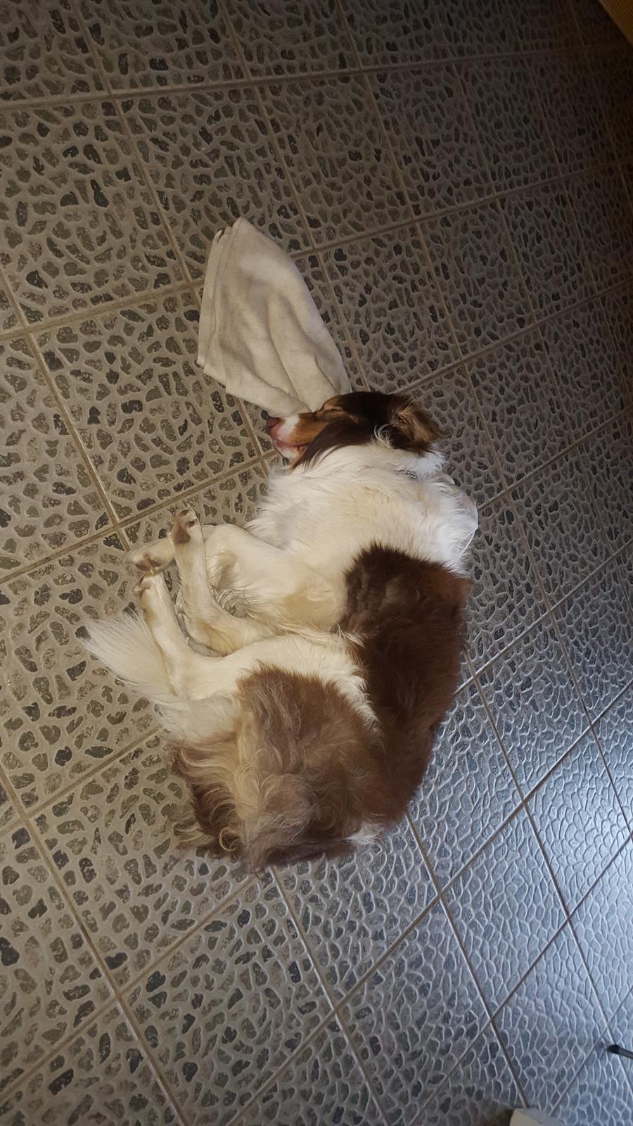 Random billeder af Max. billede 7