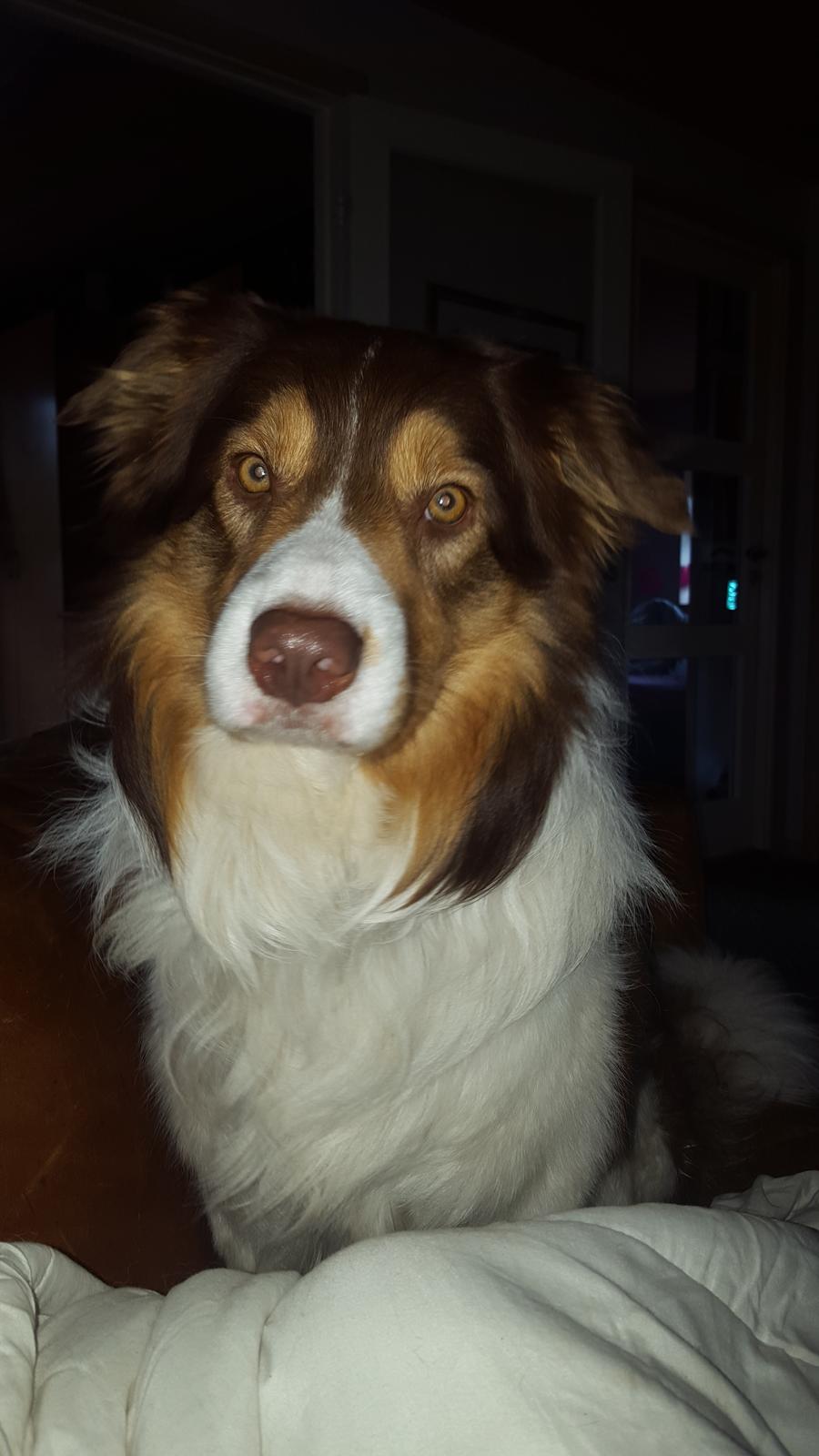 Random billeder af Max. billede 10