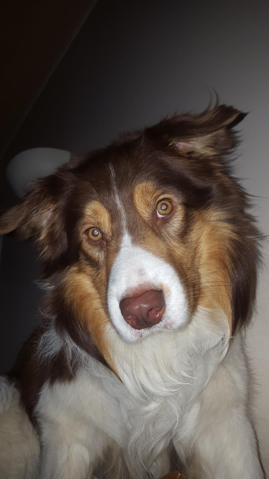 Random billeder af Max. billede 8