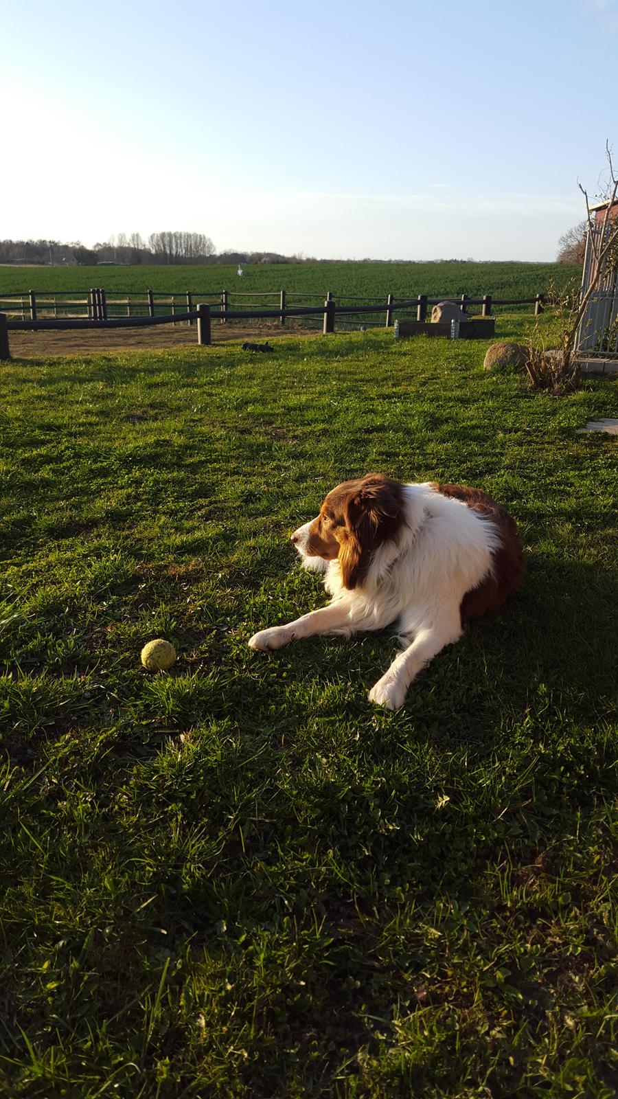 Random billeder af Max. billede 11