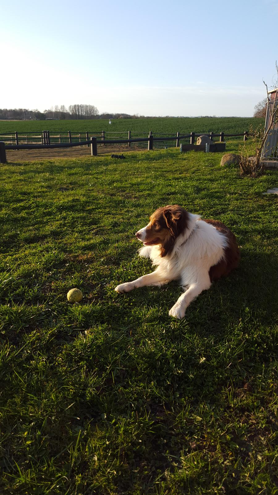 Random billeder af Max. billede 12