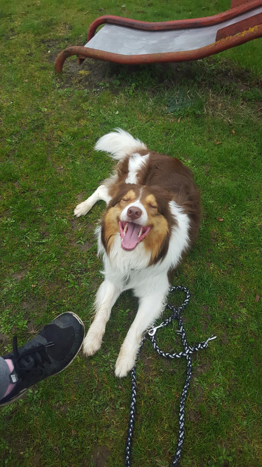 Random billeder af Max. billede 13