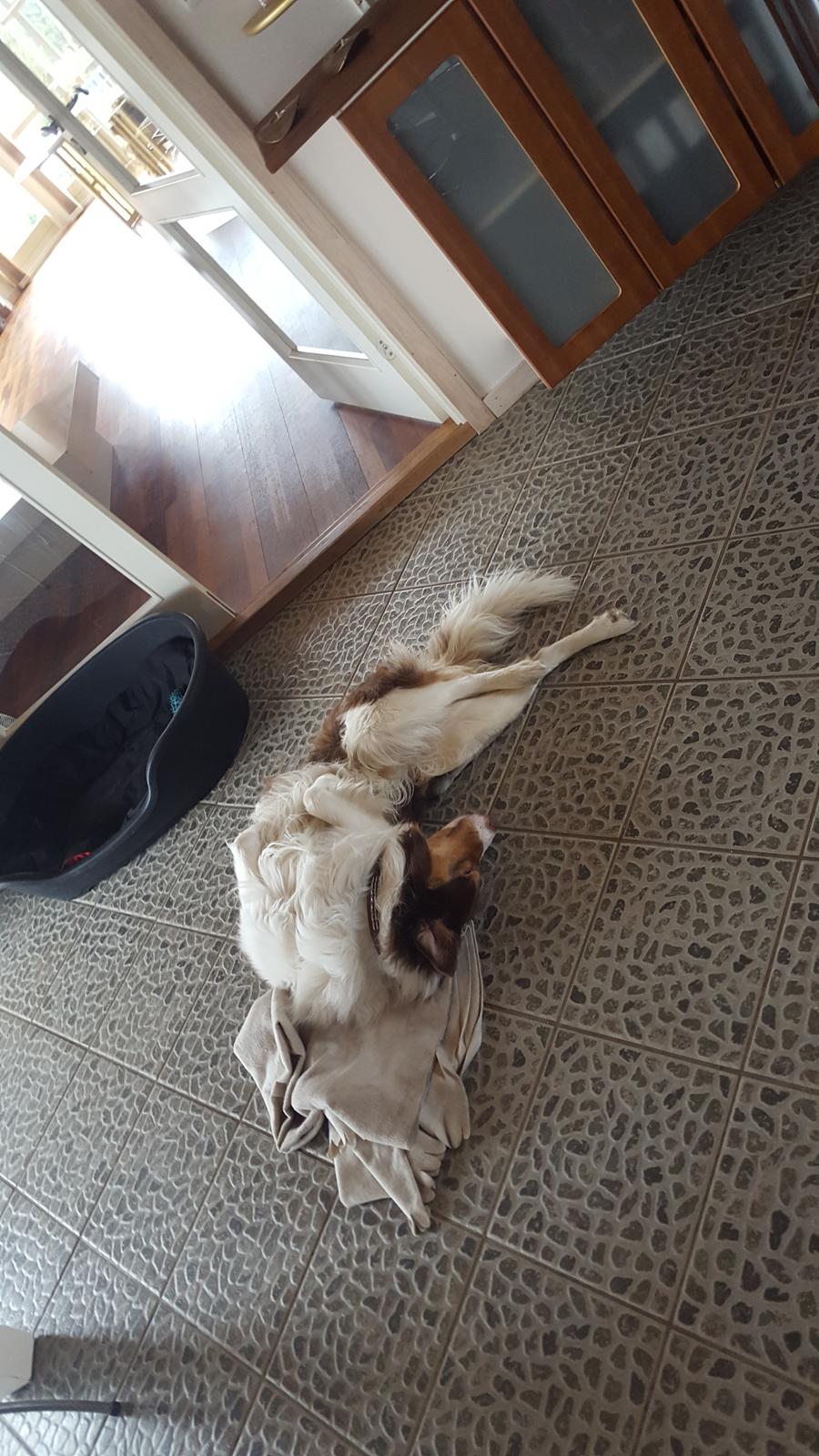 Random billeder af Max. billede 14