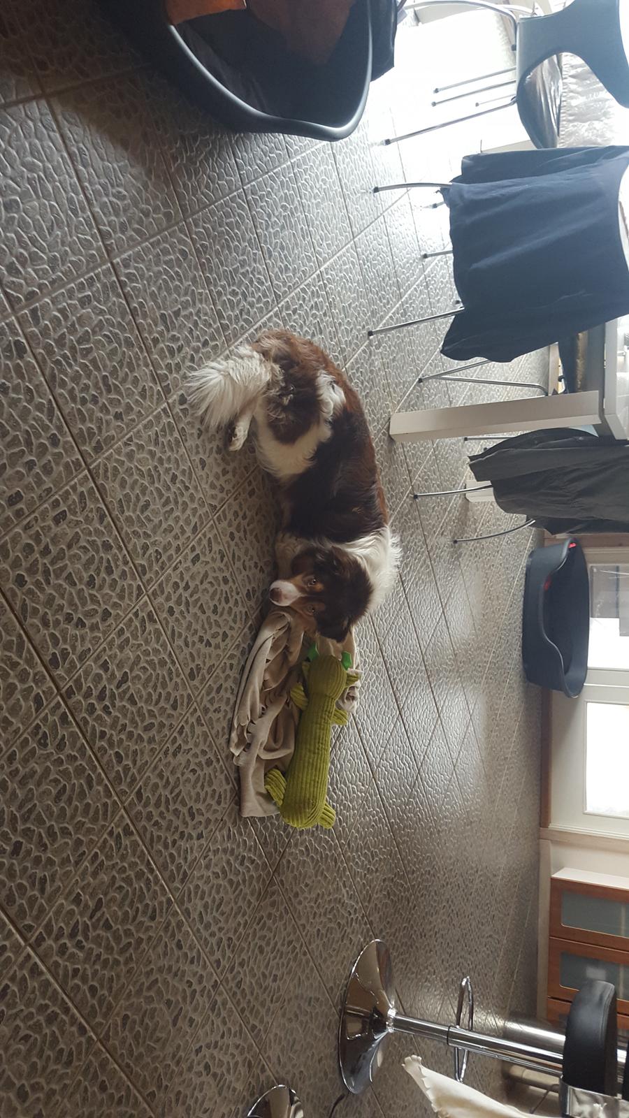 Random billeder af Max. billede 15